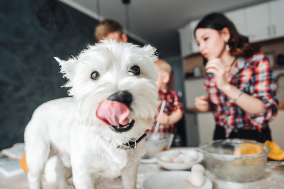 white dog with family and food licking his lips; what are the toxic human foods dogs should never eat?