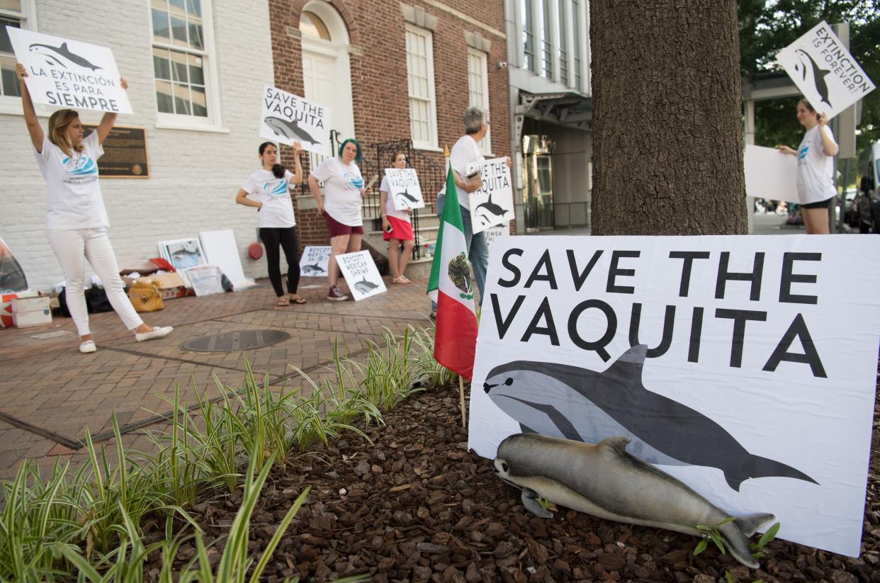 Demonstrators with The Animal Welfare Institute hold a rally to save the vaquita, the world's smallest and most endangered porpoise, outside the Mexican Embassy in Washington, DC, on July 5, 2018. The vaquita is found only in Mexico's northern Gulf of California, and has ben listed as as critically endangered since 1996.