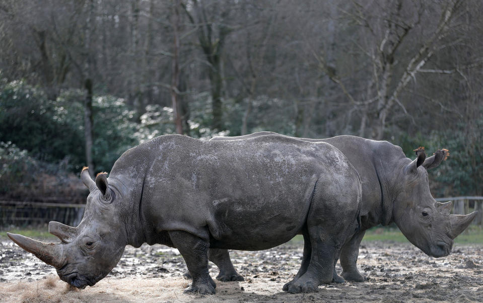 White rhinoceros in Paris