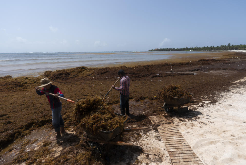 Workers who were hired by residents remove sargassum seaweed from the Bay of Soliman, north of Tulum, Quintana Roo state, Mexico, Wednesday, Aug. 3, 2022. (AP Photo/Eduardo Verdugo)