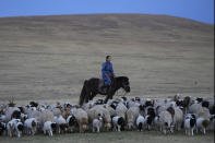 FILE- Nurmaa undertakes a 24-kilometer (15-mile) journey with the family's livestock to a new location in the Munkh-Khaan region of the Sukhbaatar district, in southeast Mongolia, Sunday, May 14, 2023. Herding is central to Mongolia’s economy and culture — contributing 80% of its agricultural production and 11% of its GDP. (AP Photo/Manish Swarup)