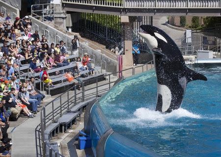 Visitors are greeted by an Orca killer whale as they attend a show featuring the whales during a visit to the animal theme park SeaWorld in San Diego, California March 19, 2014. REUTERS/Mike Blake