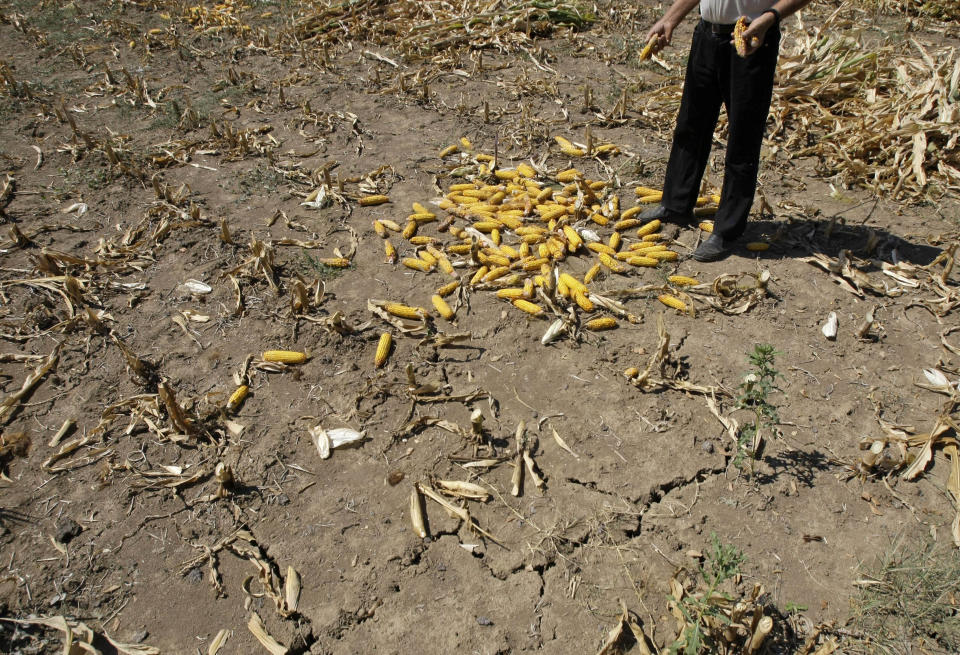 This Wednesday, Aug. 22, 2012 photo shows Serbian farmer Radovan Krstic looking at the poor quality corn harvested from his field in the village of Trstenica, some 40 kilometers west of Belgrade, Serbia. After the harshest winter in decades, the Balkans in the southeast of Europe is now facing its hottest summer and the worst drought in what officials across the region say is nearly 40 years. The record-setting average temperatures _ which scientists say have been steadily rising over the past years as the result of the global warming _ have ravaged crops, vegetable, fruit and power production in the region which is already badly hit by the global economic crisis. (AP Photo/Darko Vojinovic)