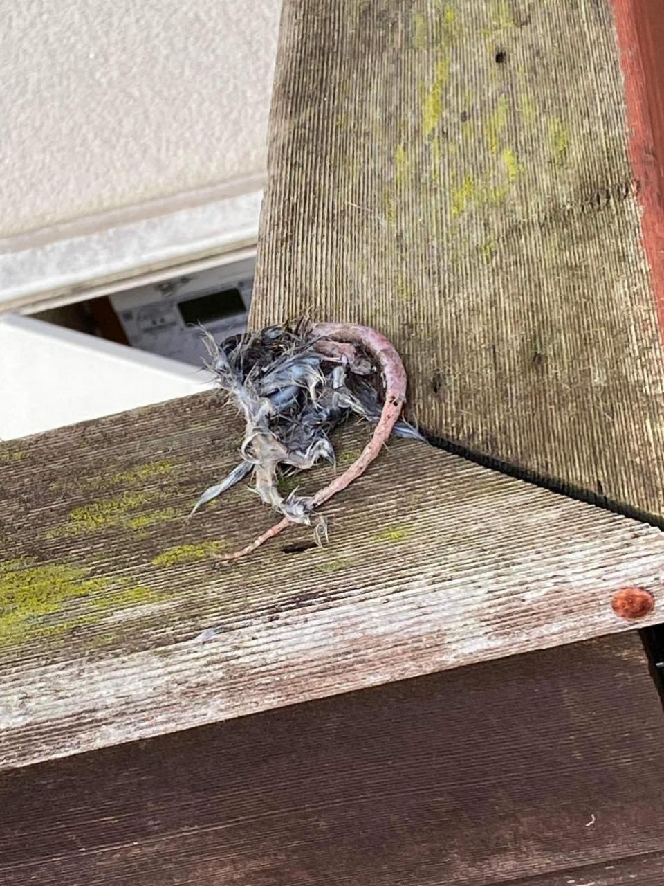 Daily Echo: una rata muerta encontrada fuera de la casa de Tracy