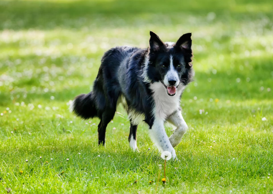 Border Collie (Getty Images/iStockphoto)