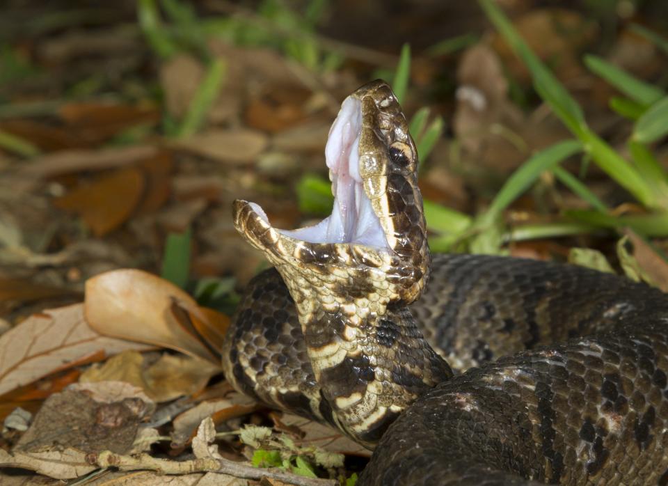 Cottonmouth or Water Moccasin (Agkistrodon piscivorus) displaying the white mouth in an attempt to threat an intruder in Galveston, Texas.