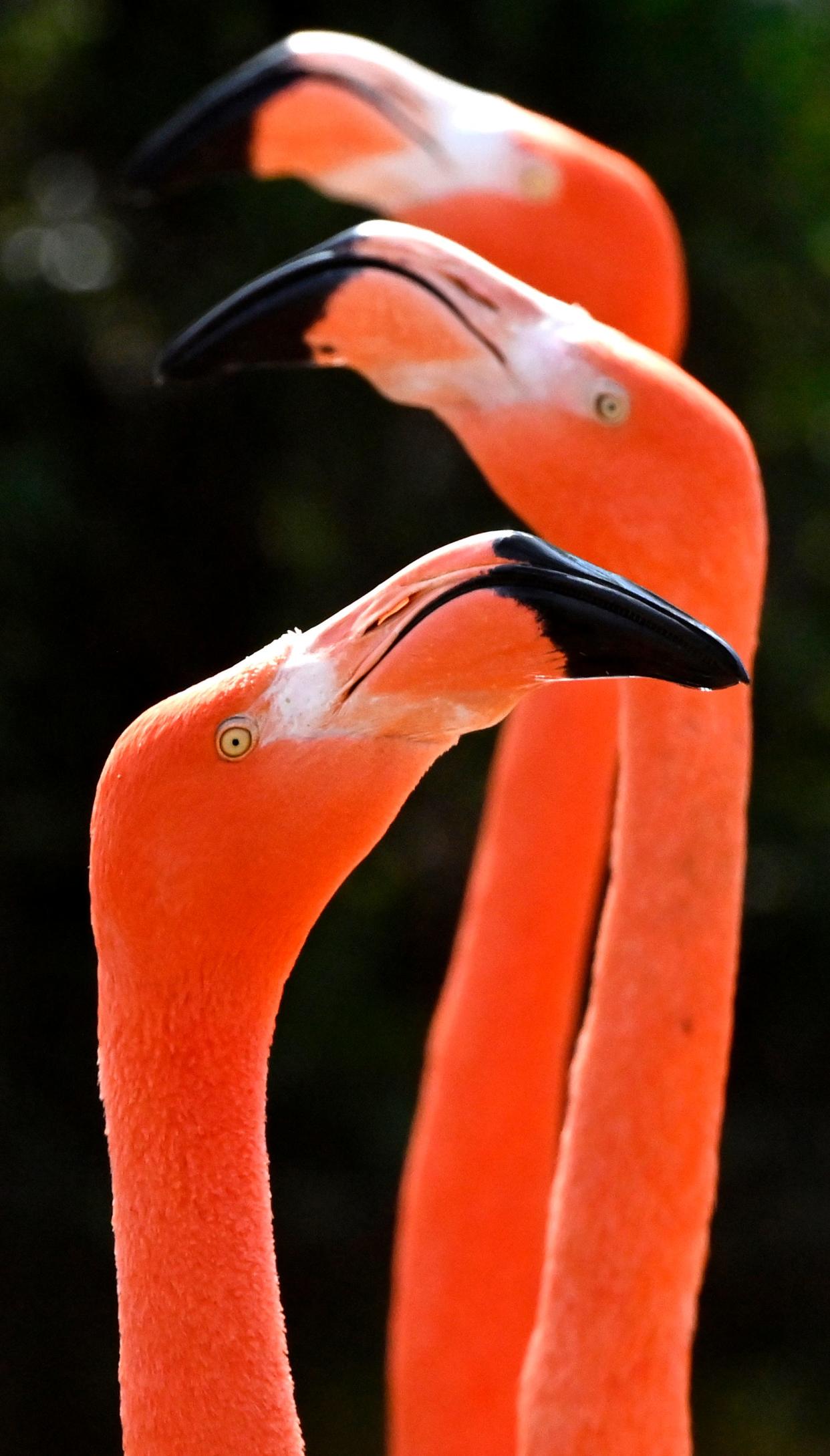 Caribbean Flamingos prance within their enclosure at the Abilene Zoo Wednesday. The zoo’s Wild Days during spring break featured special demonstrations and lectures covering a wide variety of the facility’s feathered, furred, slimy or scaled residents.
