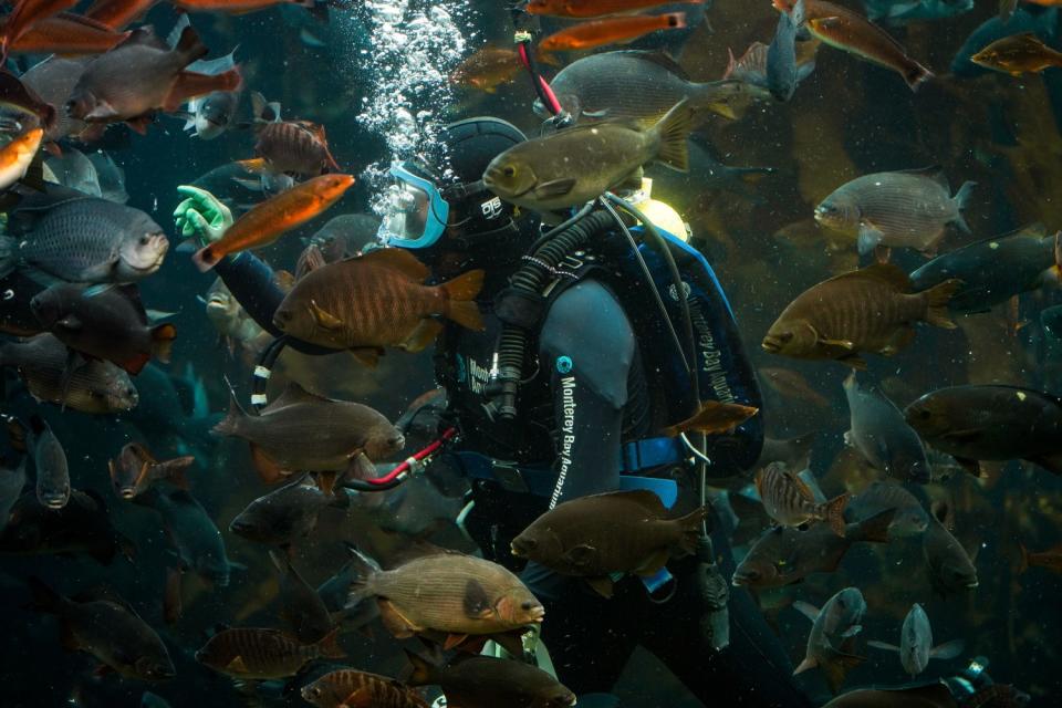 Bubbles rise from a diver's regulator amid a dense school of fish inside an aquarium tank