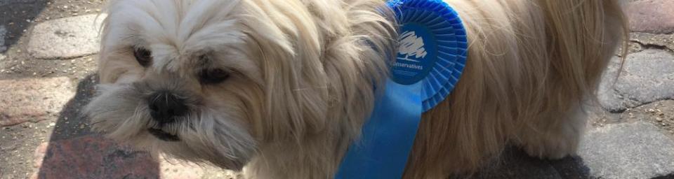 Tristan, a three-year-old Lhasa apso, wearing a Conservative rosette, 2016.