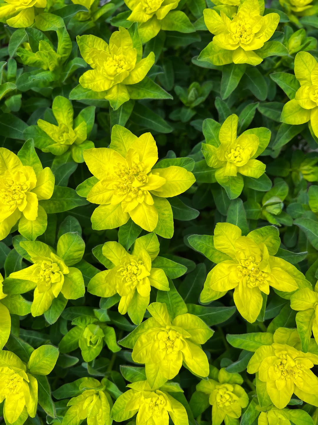 summer flowers like cushion spurge