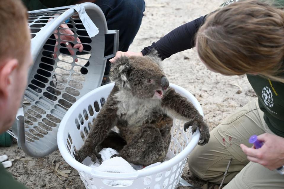 An injured koala being rescued on Kangaroo Island. Source: Getty