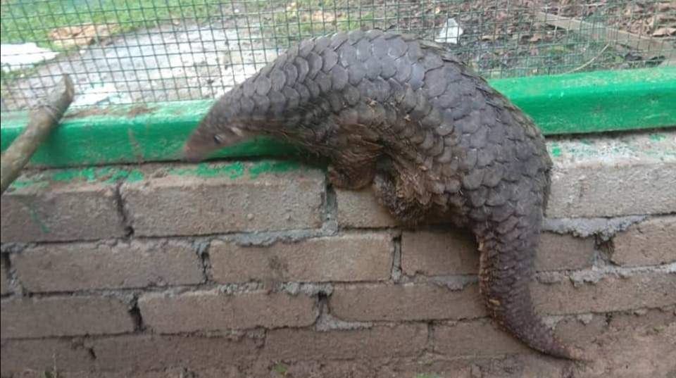 Pangolins are difficult to breed in captivity. — Picture via Facebook/ perhilitanofficial