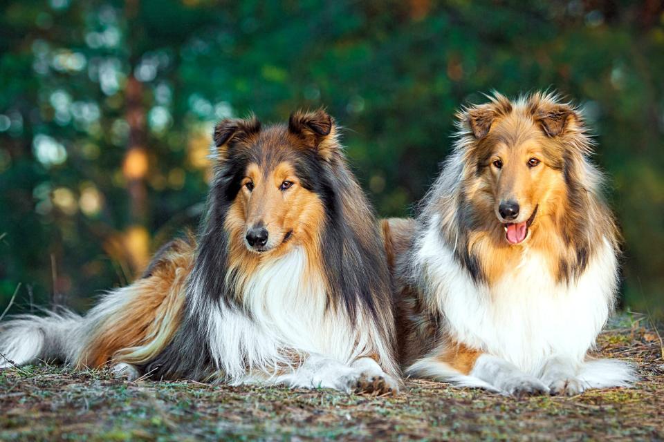 two collies lying next to each other outside