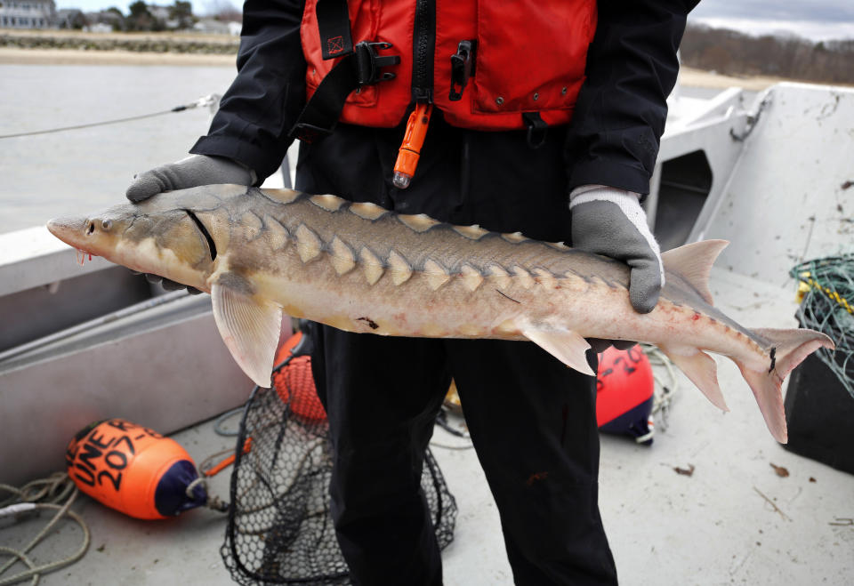 In this Thursday, April 25, 2019 photo, a researcher holds an endangered shortnose sturgeon caught in a net in the Saco River in Biddeford, Maine. The fish was measured and tagged before being released by students at the University of New England. Sturgeon were America’s vanishing dinosaurs, armor-plated beasts that crowded the nation’s rivers until mankind’s craving for caviar pushed them to the edge of extinction. (AP Photo/Robert F. Bukaty)