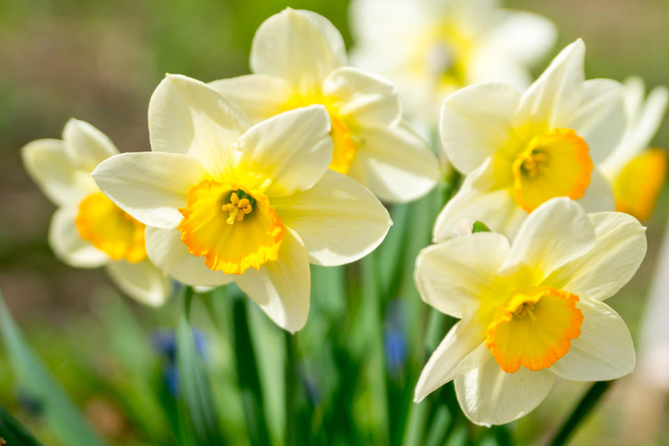 Daffodils