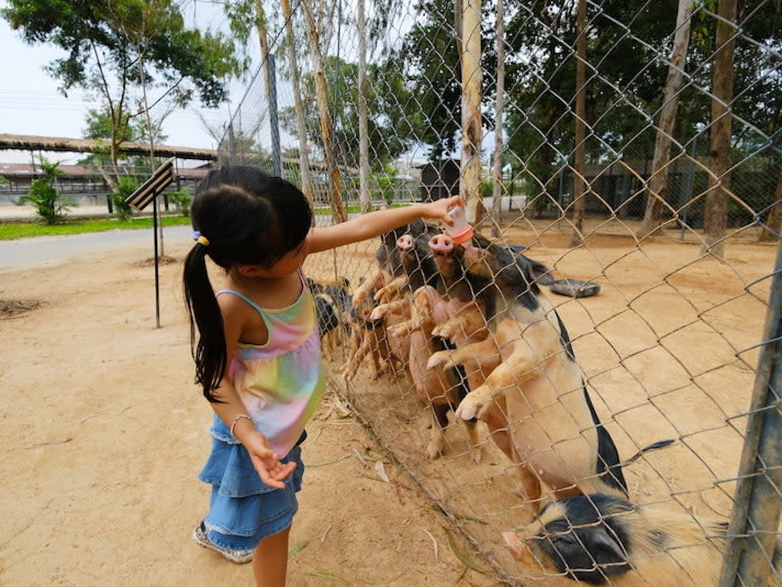 泰國｜曼谷＋Pattaya度假＋北碧府動物園