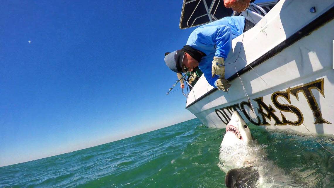 Chip Michalove and his crew at Outcast Sport Fishing were photographed catching their third great white shark of the 2018 season off the coast of Hilton Head.