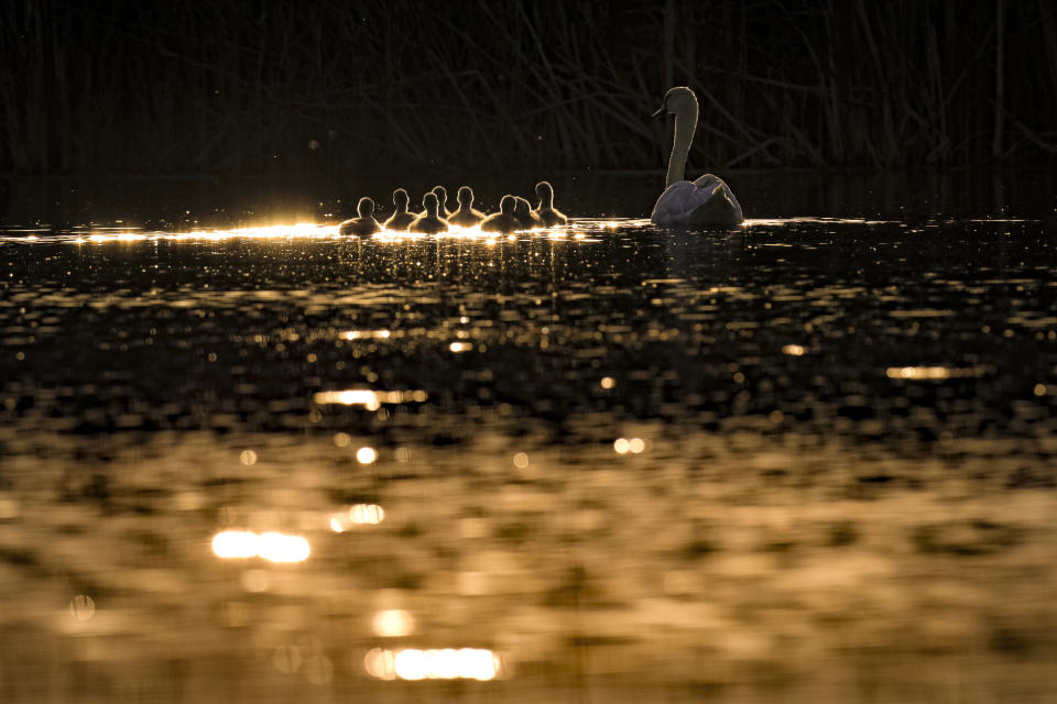 A swan swims next to its eight cygnets on a pond in the Vacaresti nature park, an urban protected area, in Bucharest, Romania, Monday, April 27, 2020. (AP Photo/Vadim Ghirda)