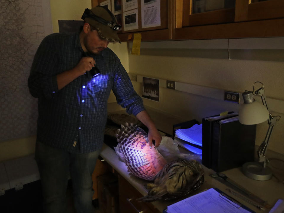 In this photo taken in the early morning hours of Oct. 24, 2018, Jordan Hazan uses an ultraviolet light in a lab in Corvallis, Ore., to examine a male barred owl he shot earlier in the night. “They’re beautiful birds. It’s a little sad to have to kill them,” said Hazan, a wildlife technician who took the job in 2015 after spending two years surveying for increasingly scarce spotted owls. (AP Photo/Ted S. Warren)