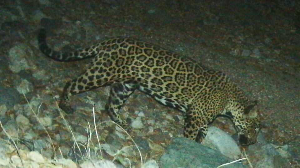 In this photo provided by the University of Arizona and U.S. Fish and Wildlife Service shows a male jaguar photographed by motion-detection wildlife cameras in the Santa Rita Mountains in Arizona on April 30, 20215 as part of a Citizen Science jaguar monitoring project conducted by the University of Arizona, in coordination with U.S. Fish and Wildlife Service. According to Borderlands Linkages, a binational collaboration of eight conservation groups, this cat is known as “El Jefe,” or “The Boss,“ is one of the oldest jaguars on record along the border and one of few known to have crossed the border. (University of Arizona and U.S. Fish and Wildlife Service via AP)