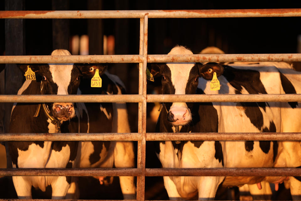 ARCHIVO - Vacas lecheras en una granja, el lunes 1 de abril de 2024, en Clinton, Maine. (AP Foto/Robert F. Bukaty, Archivo)