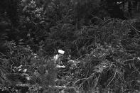 <p>A sailor from the Meridian NAAS pokes through the underbrush near Philadelphia, Miss., in search for three missing civil rights workers whose burned out car was found in the area on Tuesday, June 27, 1964. (Photo: AP) </p>