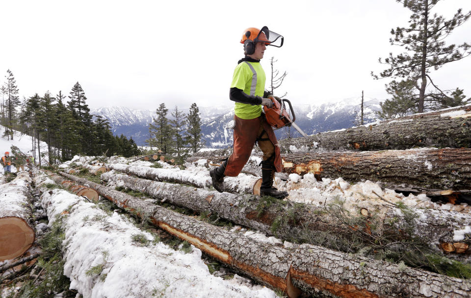 In this Feb. 22, 2017, photo, Trevor Gibson walks atop logs he'll cut into shorter sections as part of a crew thinning a 100-acre patch on private land owned by the Nature Conservancy overlooking Cle Elum Lake, in Cle Elum, Wash. As part of a broader plan by the nonprofit environmental group to restore the pine forests of the Central Cascades so they are more resilient to wildfires and climate change, they're cutting down trees to save the forest. (AP Photo/Elaine Thompson)