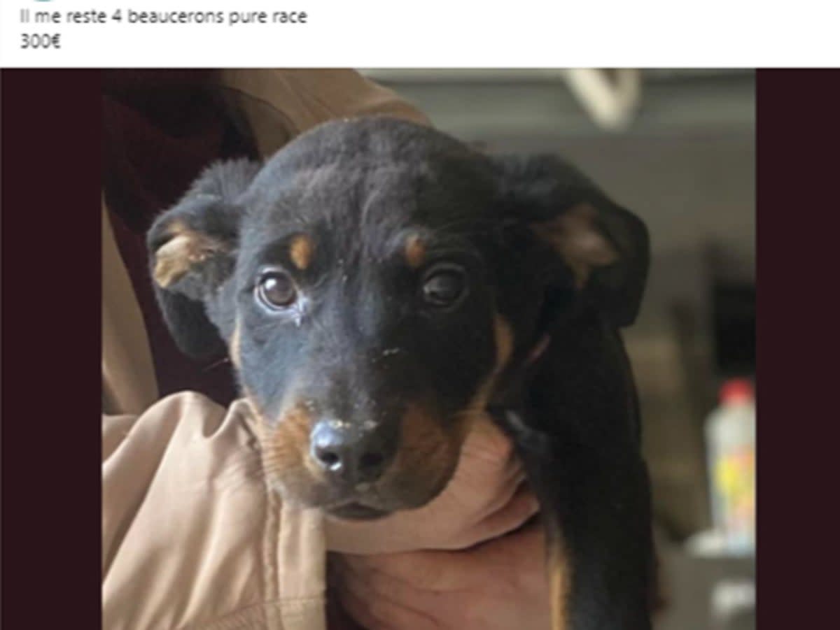 A French beauceron puppy advertised for 300 euros (Four Paws / Meta)