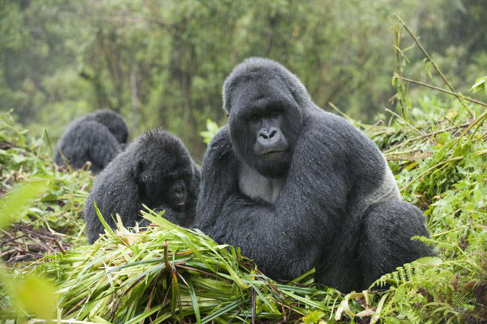 Volcanoes National Park, Ruhengeri, Rwanda, Africa, East Africa