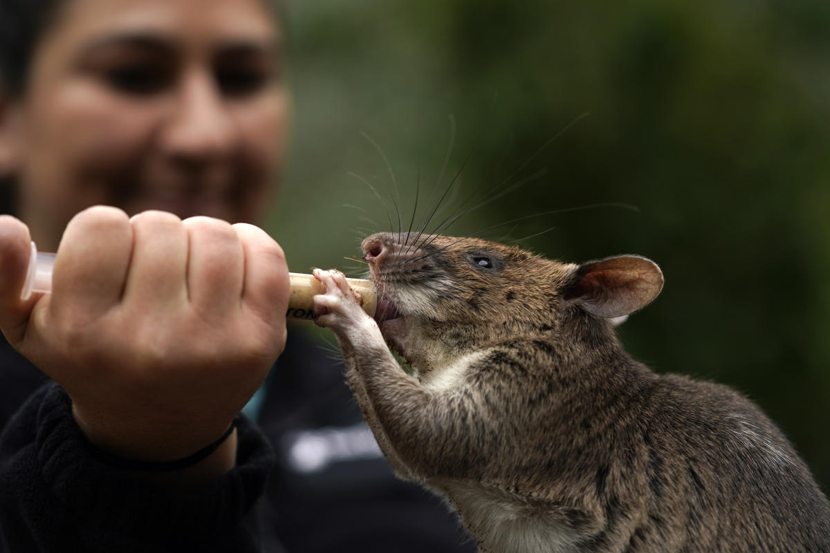 #Rat ambassadors try to counter bad press amid NYC’s rat war