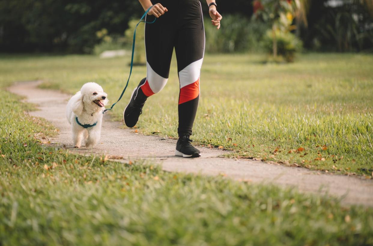 <p>Dog theft has risen 170% since 2019, according to DogLost</p> (Getty/iStock)