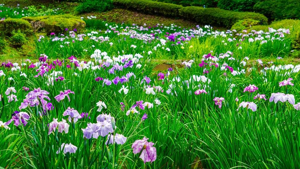 藥師池公園（Image Source : Getty Creative/iStockphoto）