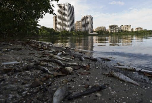 La belleza natural de una laguna de Río de Janeiro, a pocos pasos del mar y de futuras instalaciones olímpicas de Río-2016, contrasta con el olor nauseabundo de sus aguas, transformadas en letrinas por los lujosos edificios que la rodean y donde mueren periódicamente toneladas de peces. (AFP | Antonio Scorza)