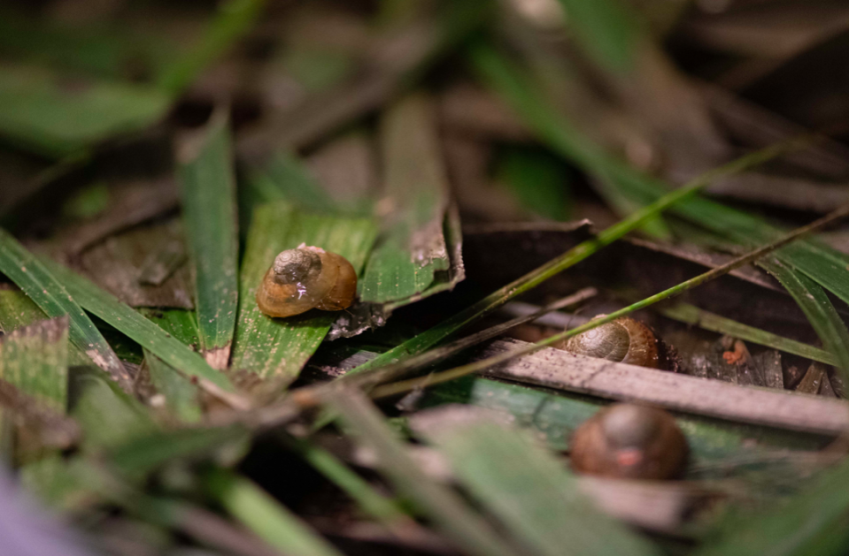 The snails remain critically endangered but their population has been built up (PA)