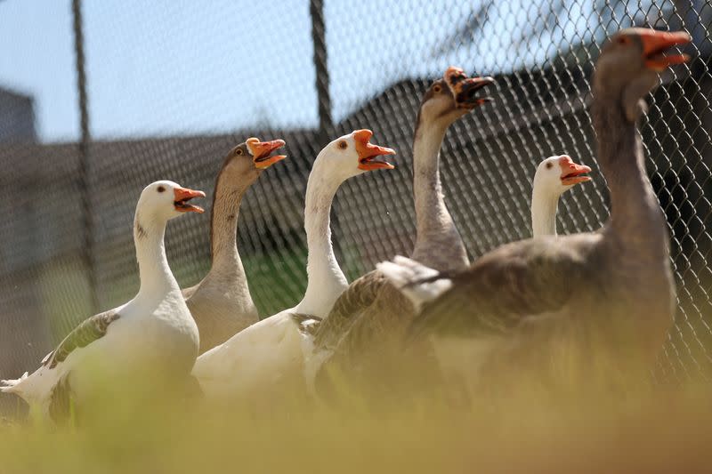 In a Florianapolis prison, a group of geese alerts the surveillance team if an inmate attempts to escape