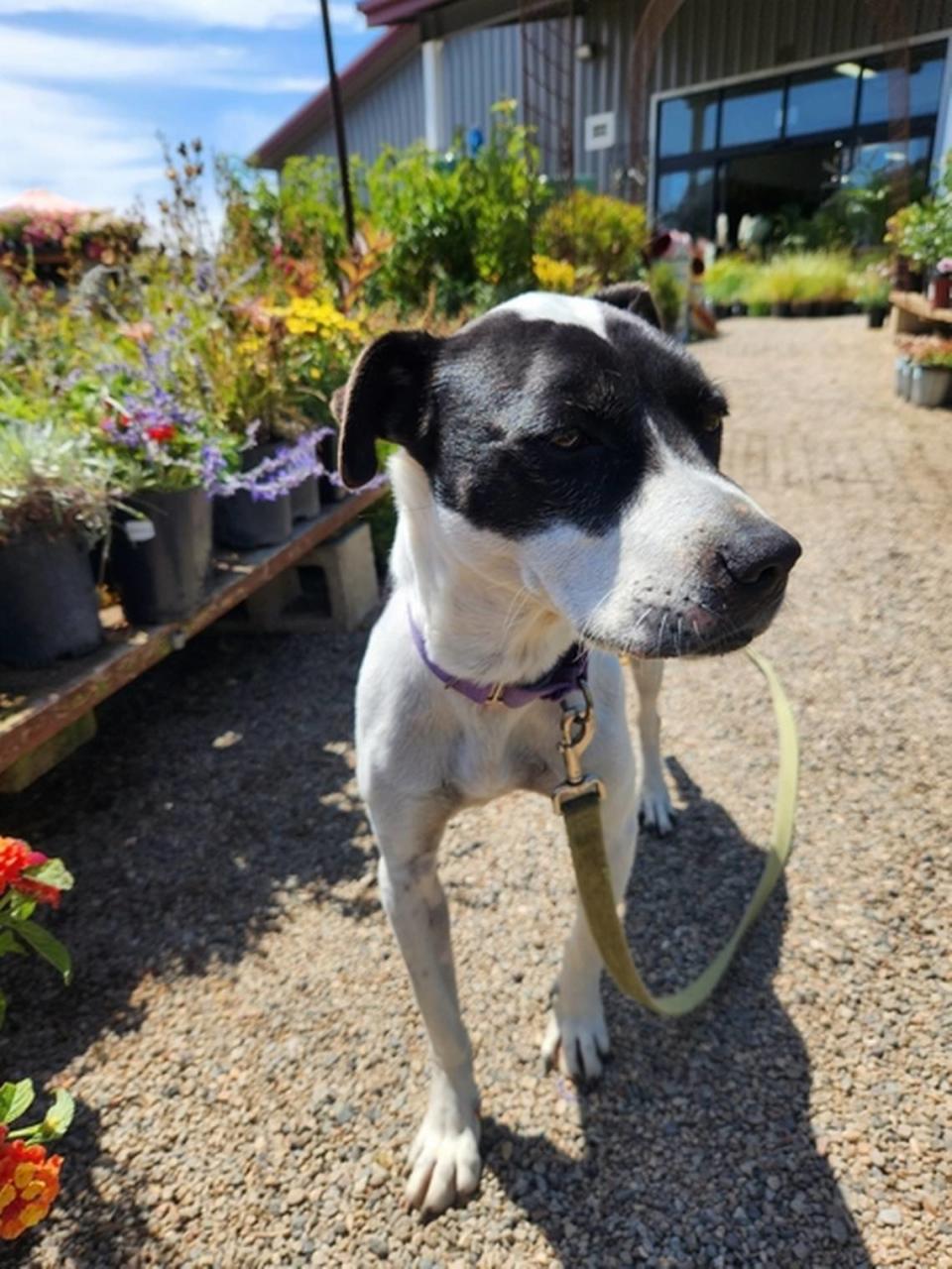 Iris, an 8-year-old border collie dog, is available for adoption at the San Luis Obispo County Animal Services shelter in San Luis Obispo.