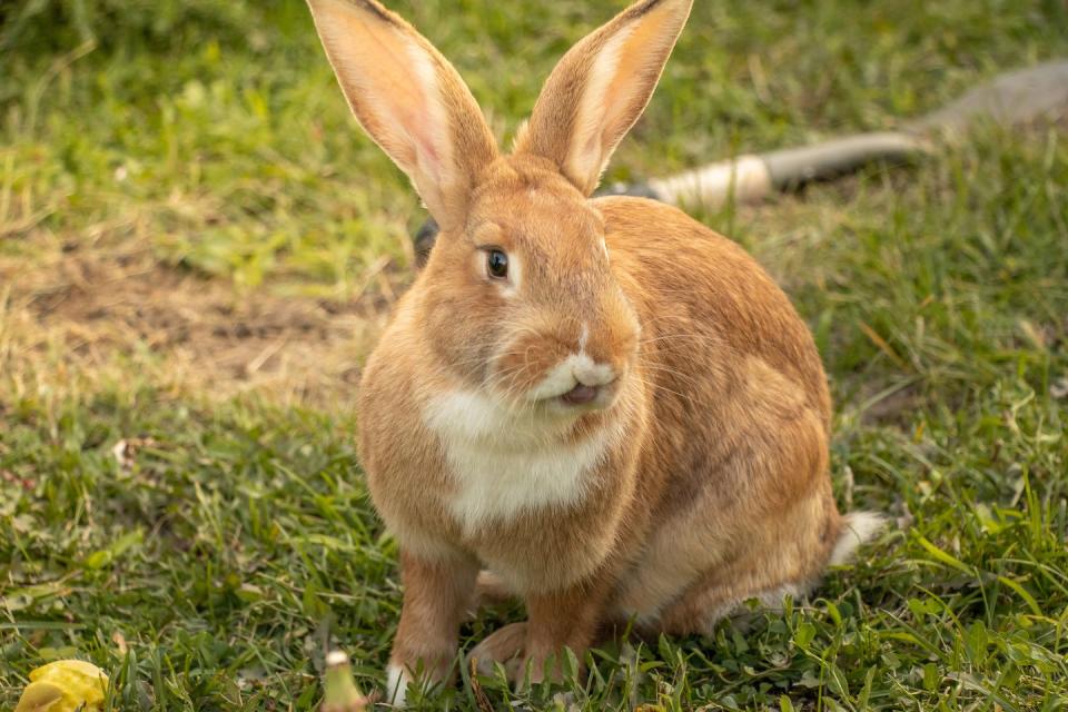 rabbit breeds flemish giant