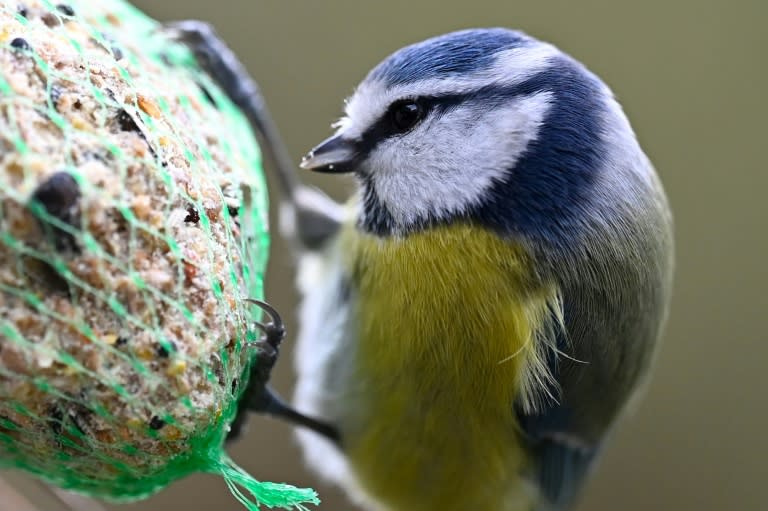 Zwischen Donnerstag und Sonntag können sich Tierfreundinnen und -freunde an der Zählaktion "Stunde der Gartenvögel" beteiligen. Die Umweltschutzorganisation Nabu und der bayerischen Landesbund für Natur- und Vogelschutz rufen zum 20. Mal dazu auf. (Damien MEYER)