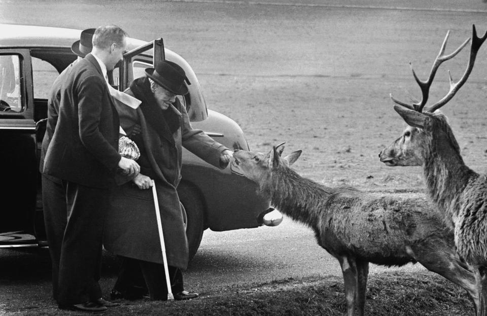 Rehe und Hirsche sind scheu? Ach was, nicht wenn der ehemalige Premierminister Winston Churchill vor ihnen steht. (Bild: Terry Fincher/Express/Hulton Archive/Getty Images)