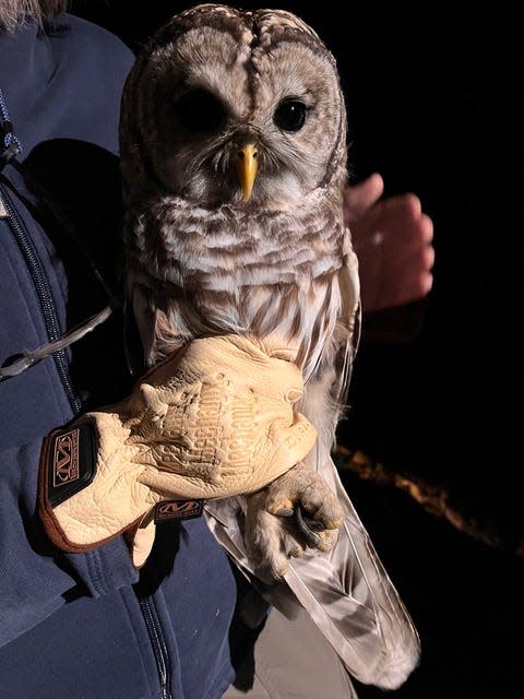 Here's a barred owl.