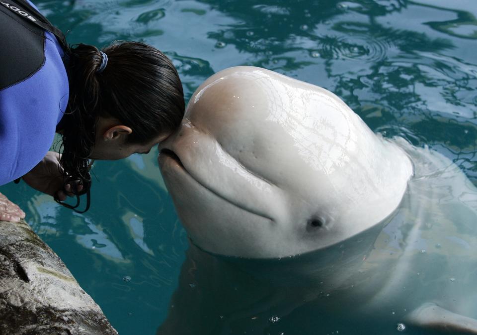 Gretchen Freimuth, an animal care specialist, works Mauyak, a pregnant beluga whale, at the Shedd Aquarium February 22, 2007 in Chicago, Illinois.