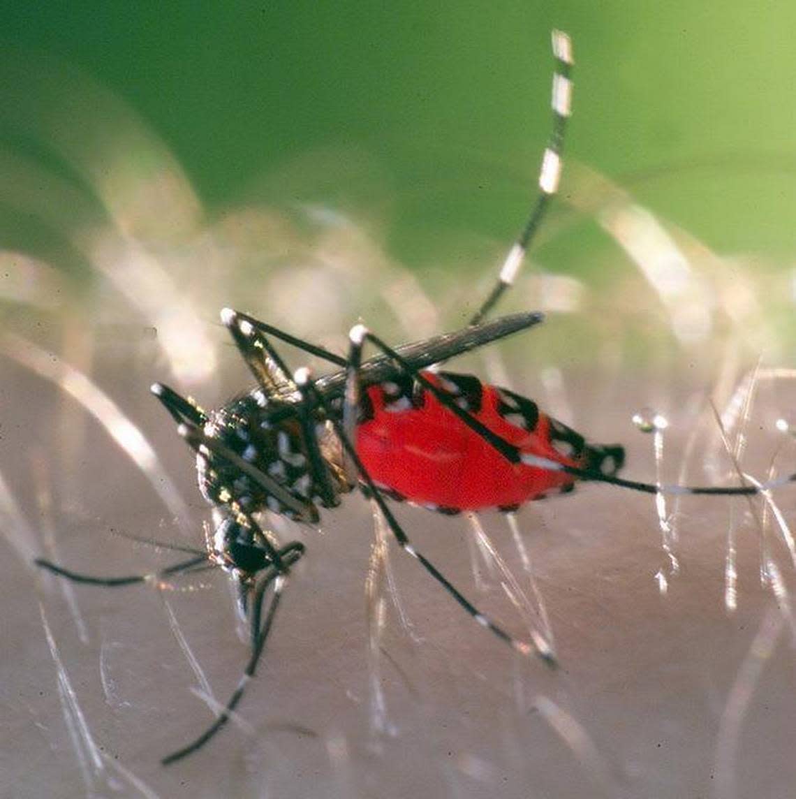 Asian tiger mosquitoes are the region’s dominant species. N&O file photo