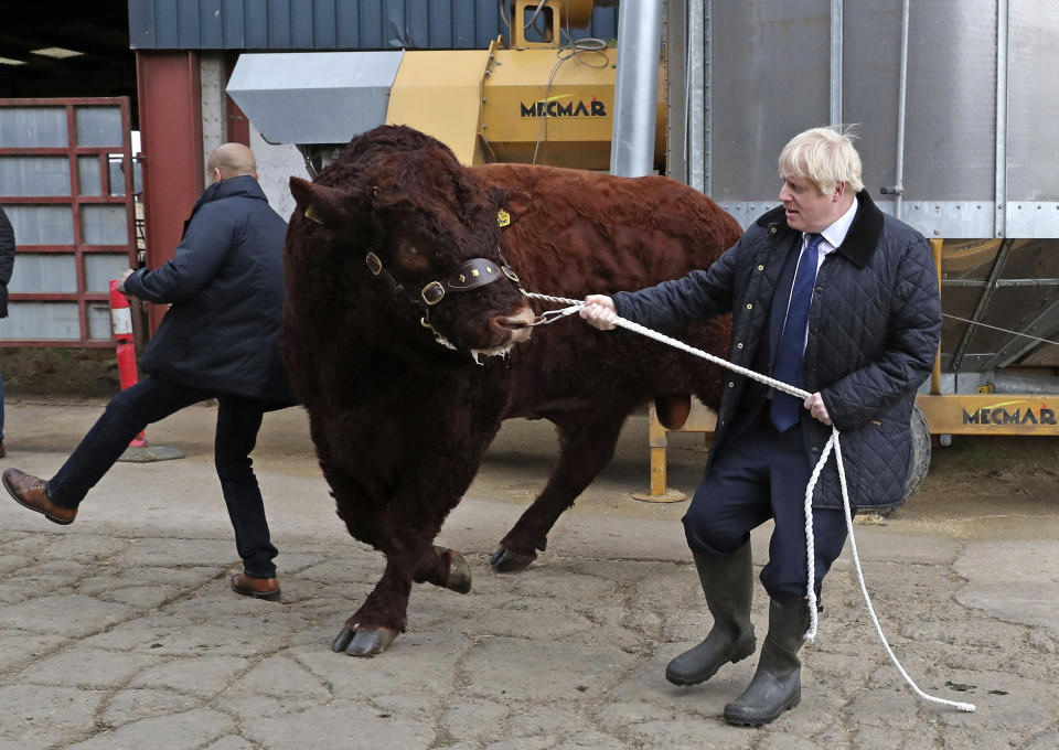 A bull bumps into a plain clothes police officer, left, while being walked by Britain's Prime Minister Boris Johnson during a visit to Darnford Farm in Banchory near Aberdeen, Scotland, Friday Sept. 6, 2019, to coincide with the publication of Lord Bew's review and an announcement of extra funding for Scottish farmers. (Andrew Milligan/PA via AP)