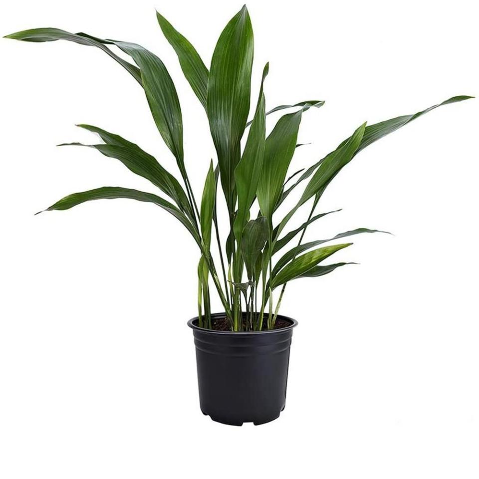 13) Aspidistra Elatior Plant in Black Pot