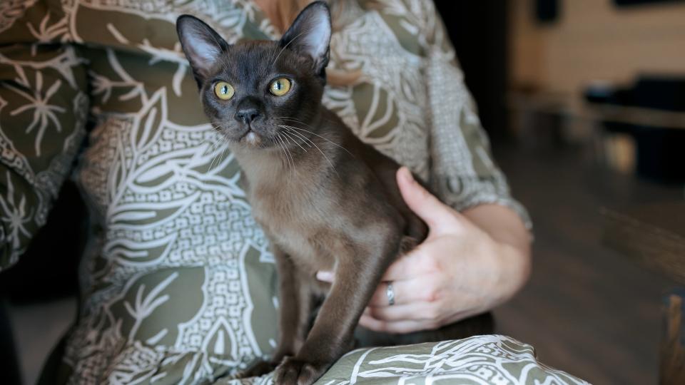 Woman holding Burmese cat