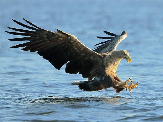 White-tailed eagles are successful hunters and are found as far west as Greenland and as far east as Japan (Ron Velner)