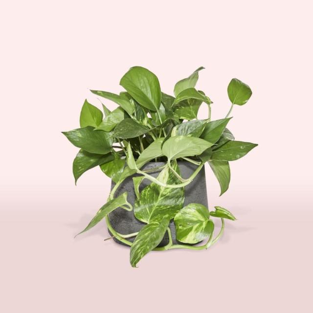 Plantas perfeitas para a mesa de trabalho