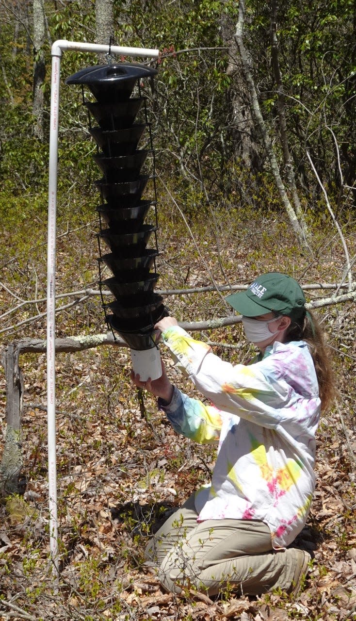 Claire Rutledge, an entomologist for the Connecticut Agricultural Experiment Station, puts up a trap for southern pine beetles in Groton, Conn., last year. The traps feature beetle pheromone and attractive pine smells.