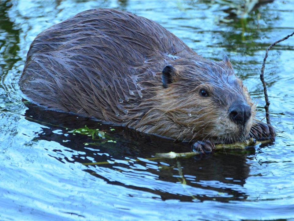 A beaver floats in water holding a branch