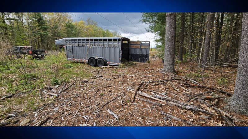 This is the trailer and truck Wally Lupa used to finally capture Mary the Eland antelope after weeks of searching.